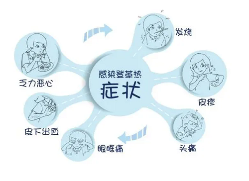 警惕花蚊子！防護登革熱!