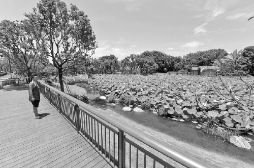 接天蓮葉無窮碧　閩江公園迎客來