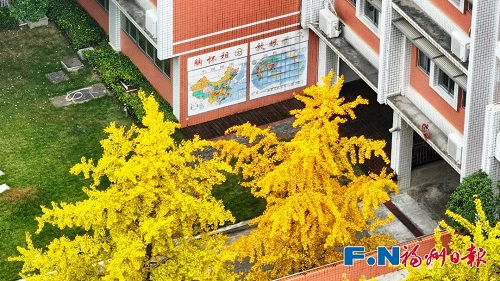 福州“下雪”了！這次是金色的！