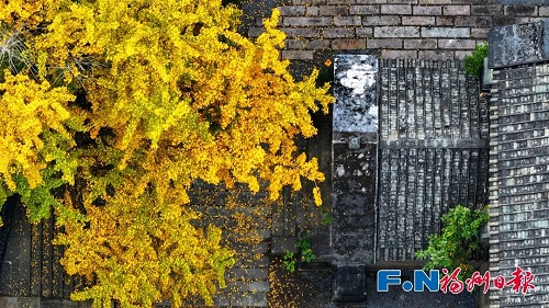 福州“下雪”了！這次是金色的！
