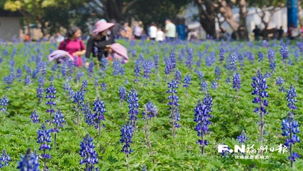 花海公園4000平方米魯冰花盛放
