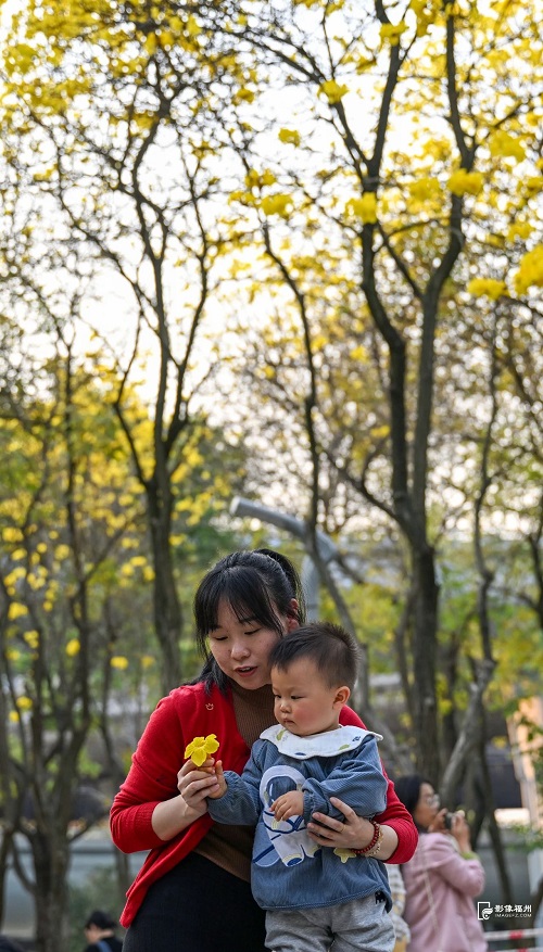 黃了黃了！福州人記憶中的它，回來了！