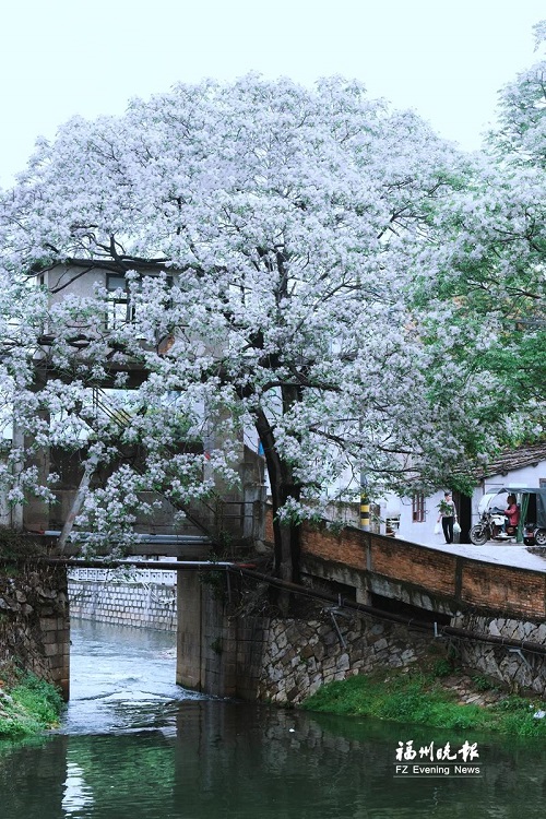 倉山潘墩楝花驚艷