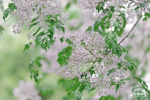 倉山潘墩楝花驚艷