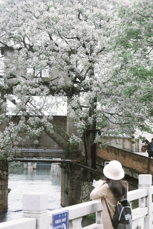 倉山潘墩楝花驚艷