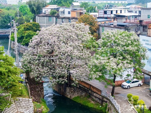 倉山潘墩楝花驚艷