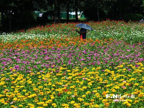 百日菊回歸花海公園！23000平方米花海將扮靚長假