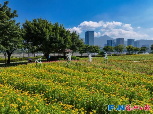 百日菊回歸花海公園！23000平方米花海將扮靚長假