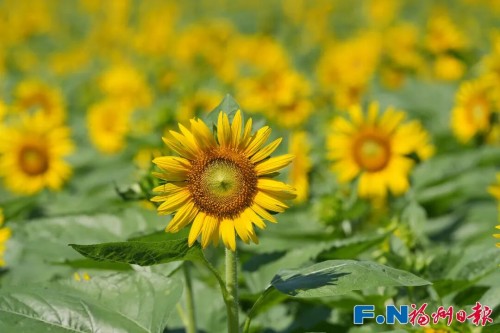 百日菊回歸花海公園！23000平方米花海將扮靚長假