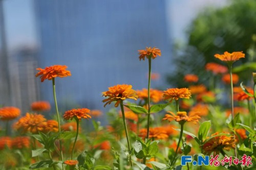 百日菊回歸花海公園！23000平方米花海將扮靚長假