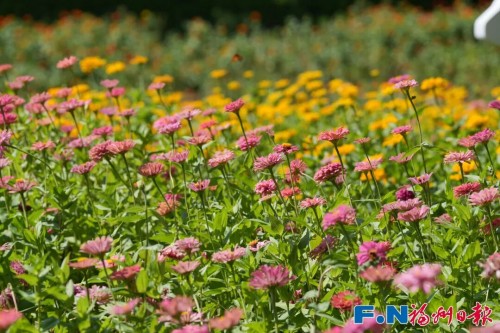 百日菊回歸花海公園！23000平方米花海將扮靚長假