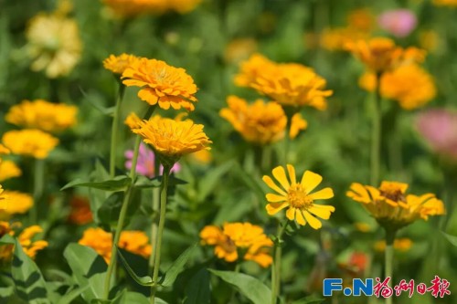 百日菊回歸花海公園！23000平方米花海將扮靚長假