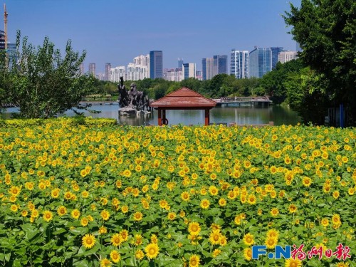 百日菊回歸花海公園！23000平方米花海將扮靚長假