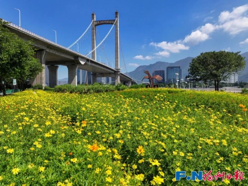 百日菊回歸花海公園！23000平方米花海將扮靚長假